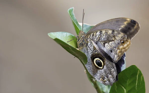 Macro Van Een Mooie Bruine Vlinder Een Groene Blad Gezien — Stockfoto