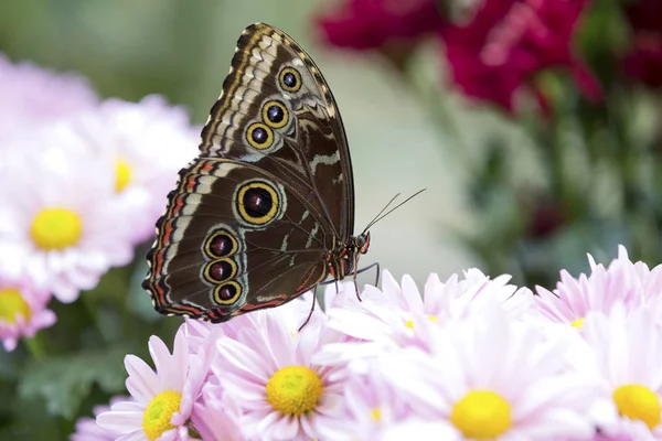 Primer Plano Una Mariposa Marrón Sentada Sobre Una Flor Rosa — Foto de Stock