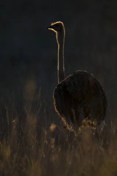 Самотній Чоловічий Страус Заході Сонця Фланцевим Освітленням Довгій Траві — стокове фото