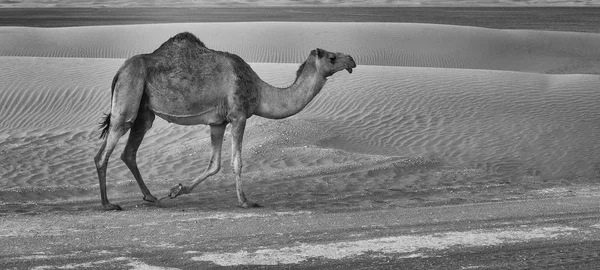 Osamocený Camel Chůzi Silnici Při Západu Slunce Poušti Umělecké Převodu — Stock fotografie