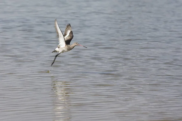 黑尾哥特 从迪拜的一个湖中起飞 没有繁殖羽毛 — 图库照片
