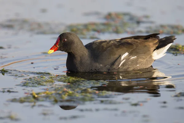 일반적인 Moorhen 아침에 음식에 검색을 연못에 — 스톡 사진