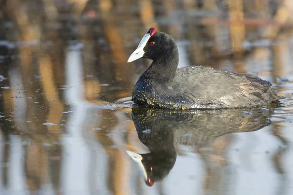 Lone Red Knobbed Coot Swimming Pond Perfect Reflection — Stock Photo, Image