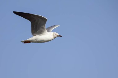 Gri başlı sabah güneşin gri gökyüzü karşı uçan martı