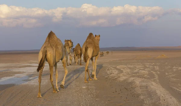 Fila Cammelli Che Camminano Lungo Una Strada Tramonto Nel Deserto — Foto Stock