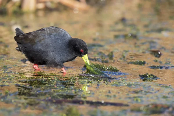 Lone Black Crake Wading Carefully Muddy Pond Look Some Food — Stock Photo, Image