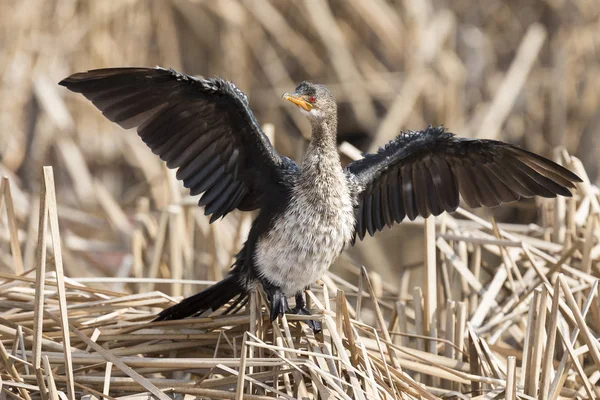 Lone Immature Reed Cormorant Drying Its Wings While Sitting Dead — Stock Photo, Image