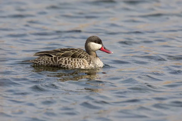 Lone Red Billed Teal Floating Surface Windy Dam — Stock Photo, Image