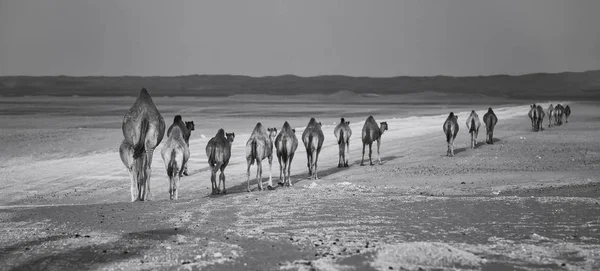 Σειρά Από Καμήλες Πόδια Κατά Μήκος Ενός Δρόμου Ηλιοβασίλεμα Στην Φωτογραφία Αρχείου