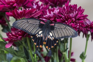 Pembe çiçek üzerinde oturan bir siyah kelebek Close-up
