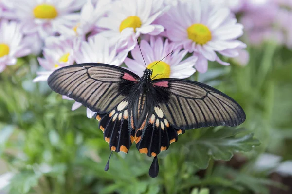 Primer Plano Una Mariposa Negra Sentada Sobre Una Flor Rosa —  Fotos de Stock