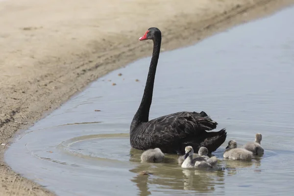 Black Swan Motor Her Babies Swimming Oasis Desert — Stock Photo, Image