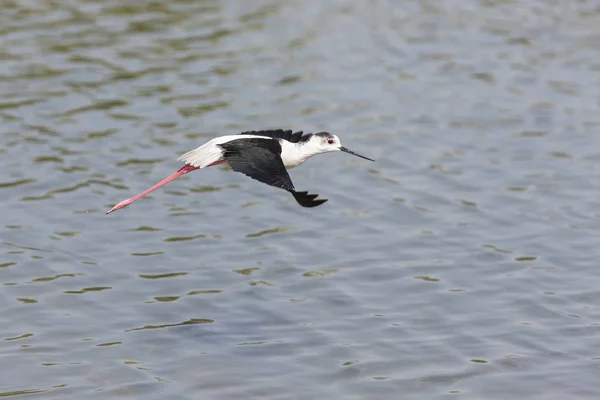 Zancadillo Alas Negras Volando Sobre Agua Cierta Seguridad —  Fotos de Stock