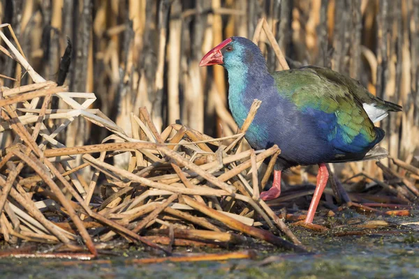 Пурпурний Swamphen Ходьба Мілкій Воді Пошуку Їжі Холодним Вранці — стокове фото