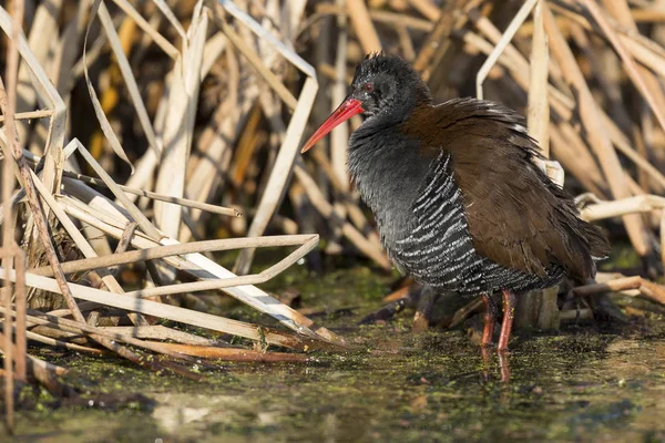 Fluffy African Rail Sitting Dry Reeds Warm Morning Sun — Stock Photo, Image