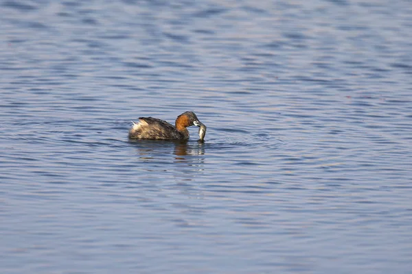 Petite Dabchick Solitaire Attrapant Poisson Sur Étang Plein Soleil — Photo