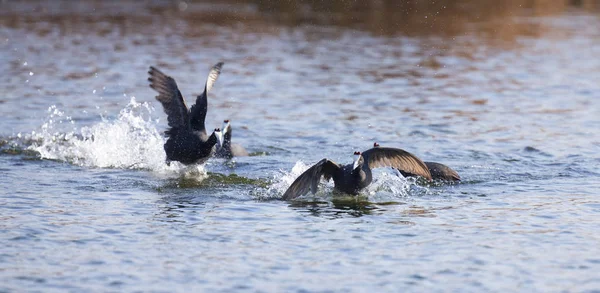 Red Knobbed Coots Battant Sur Étang Pour Domination Leur Territoire — Photo