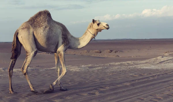 Μοναχικός Καμήλα Περπάτημα Κατά Μήκος Ενός Δρόμου Ηλιοβασίλεμα Στην Έρημο Φωτογραφία Αρχείου