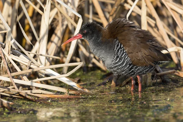 Fluffy African Rail Sitting Dry Reeds Warm Morning Sun — Stock Photo, Image