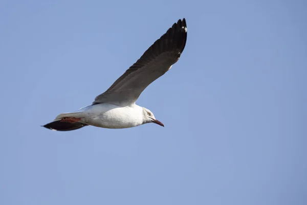 Grey Headed Gull Flying Grey Sky Morning Sun — Stock Photo, Image