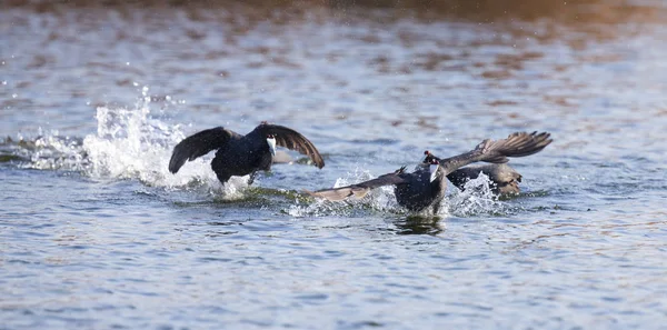 Red Knobbed Coots Fighting Pond Domination Territory — Stock Photo, Image