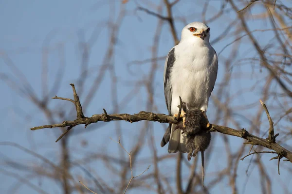 Aquilone Dalle Spalle Nere Seduto Albero Secco Con Topo Che — Foto Stock