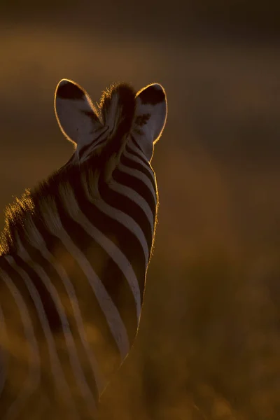 在日落时在长草中的斑马肖像的剪影与边缘照明 — 图库照片
