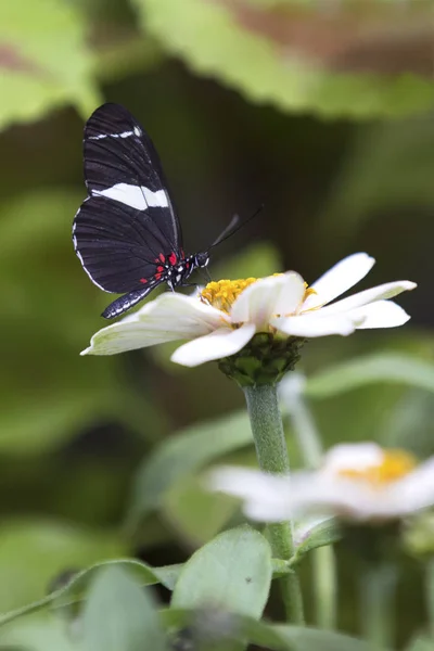 Macro Uma Borboleta Preto Branco Sentado Flores Amarelas — Fotografia de Stock