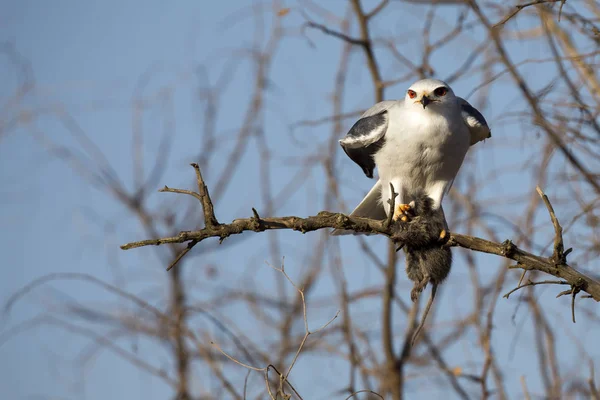 Aquilone Dalle Spalle Nere Seduto Albero Secco Con Topo Che — Foto Stock