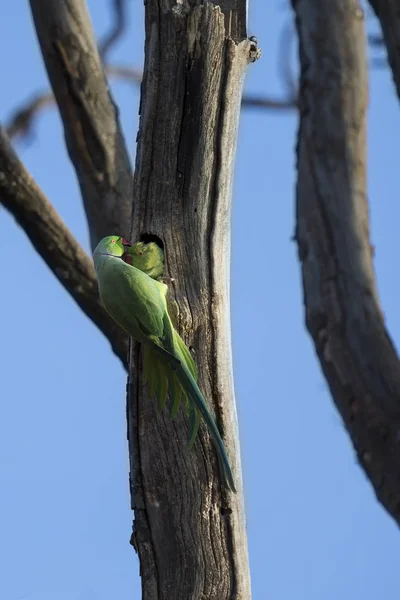 अपन — स्टॉक फ़ोटो, इमेज