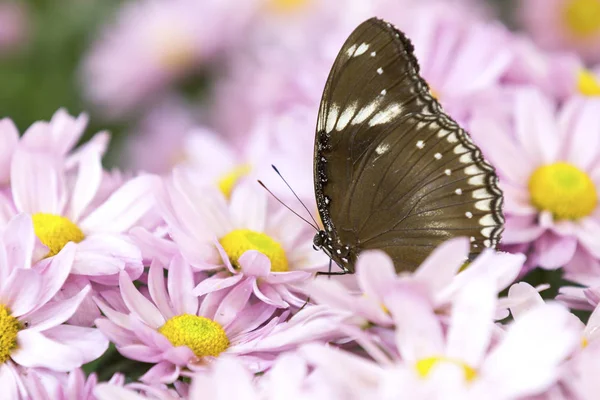 Primer plano de una mariposa marrón sentada sobre una flor rosa — Foto de Stock