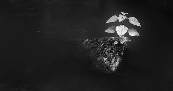 Pedra no meio de um pequeno riacho com árvore e musgo crescendo — Fotografia de Stock