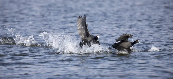 Red Knobbed Coots fighting on a pond for domination of territory — Stock Photo, Image