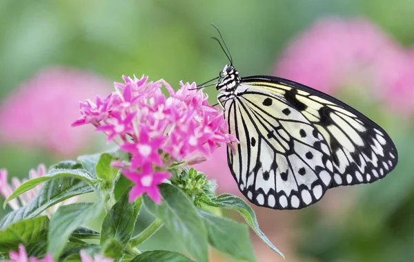 Makro av en svart och vit fjäril sitter på rosa blommor — Stockfoto