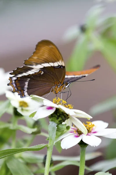 Macro of a brown and orange butterfly sitting on yellow flowers — Stock Photo, Image
