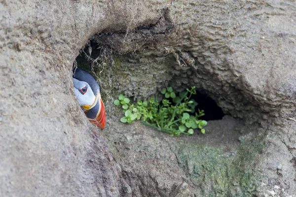 Puffin jön ki egy ás biztonságát, egy sziklán — Stock Fotó