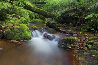 Küçük dere moss akan ormandaki ağaç kütükleri kaplı 