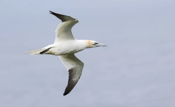 Lone gannet norte deslizando sobre o vento ao longo de um penhasco em Shetla — Fotografia de Stock