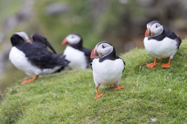 Koloni veya puffins sirk bir uçurumun kısa çim üzerinde oturmak
