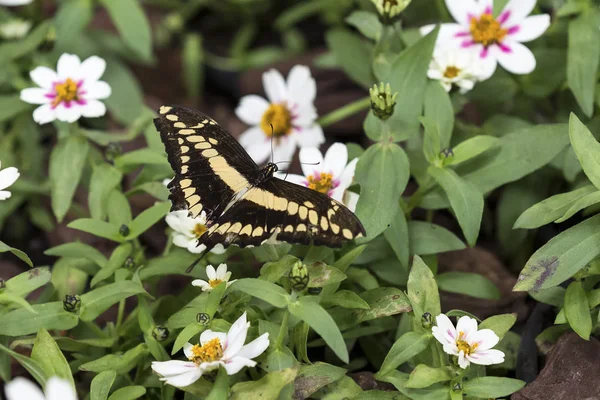 Makro czarny i żółty motyl, siedząc na zielony liść — Zdjęcie stockowe