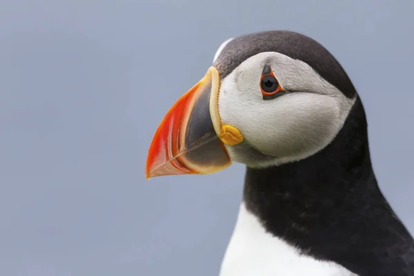 Retrato de cerca de un frailecillo en la isla Shetland con respaldo azul —  Fotos de Stock