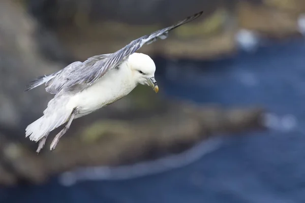 One Fulmar glide on the wind along a cliff on Shetland Islands — Stock Photo, Image