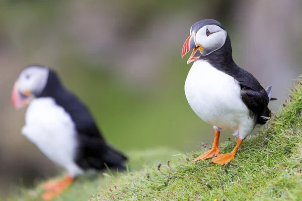 Twee papegaaiduikers op Shetland eiland rustend op groene gras voor zee-cli — Stockfoto