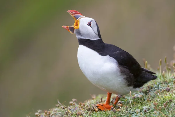 Puffin calling on Shetland Island resting on green grass of sea — Stock Photo, Image