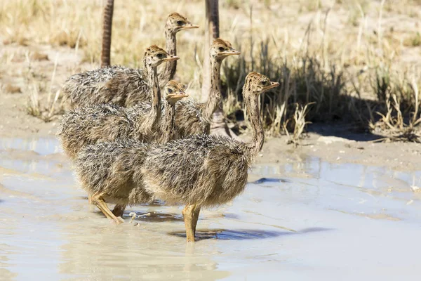 Familia de avestruces bebiendo agua de una piscina en el sol caliente de la — Foto de Stock