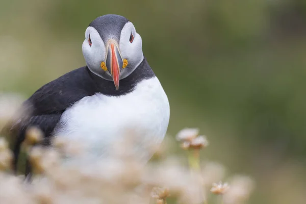 Puffin on Shetland Island resting in green grass and small white — Stock Photo, Image