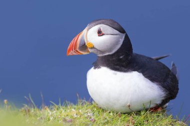 Shetland Adası Deniz cliff yeşil çimenlerin üzerinde dinlenme martı