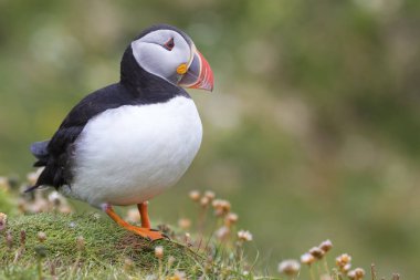 Shetland Adası dinlenme yeşil çim ve küçük beyaz martı