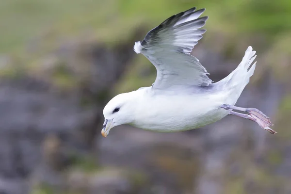 One Fulmar glide on the wind along a cliff on Shetland Islands — Stock Photo, Image