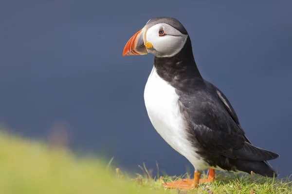 Puffin on Shetland Island resting on green grass of a sea cliff — Stock Photo, Image